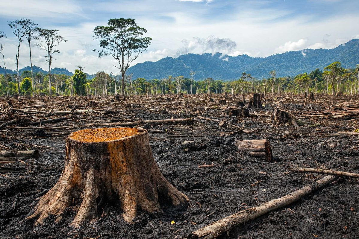 deforestation